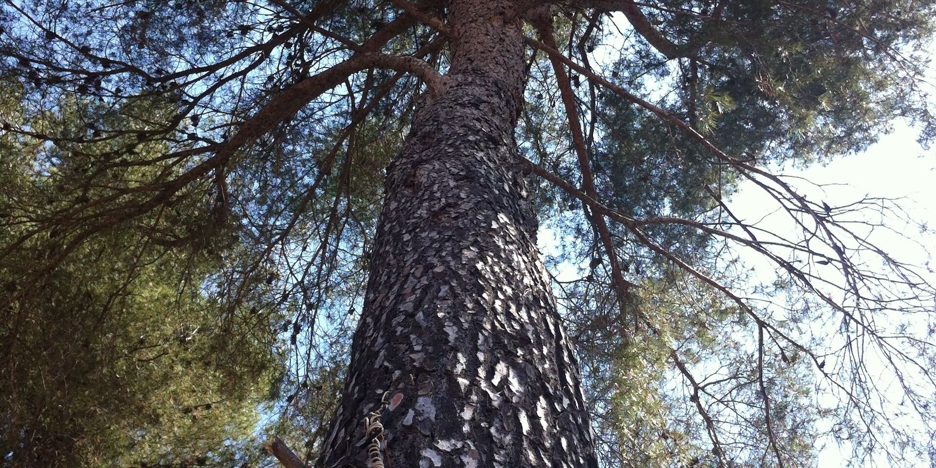 Natur an der Côte d’Azur – schattiger Campingplatz