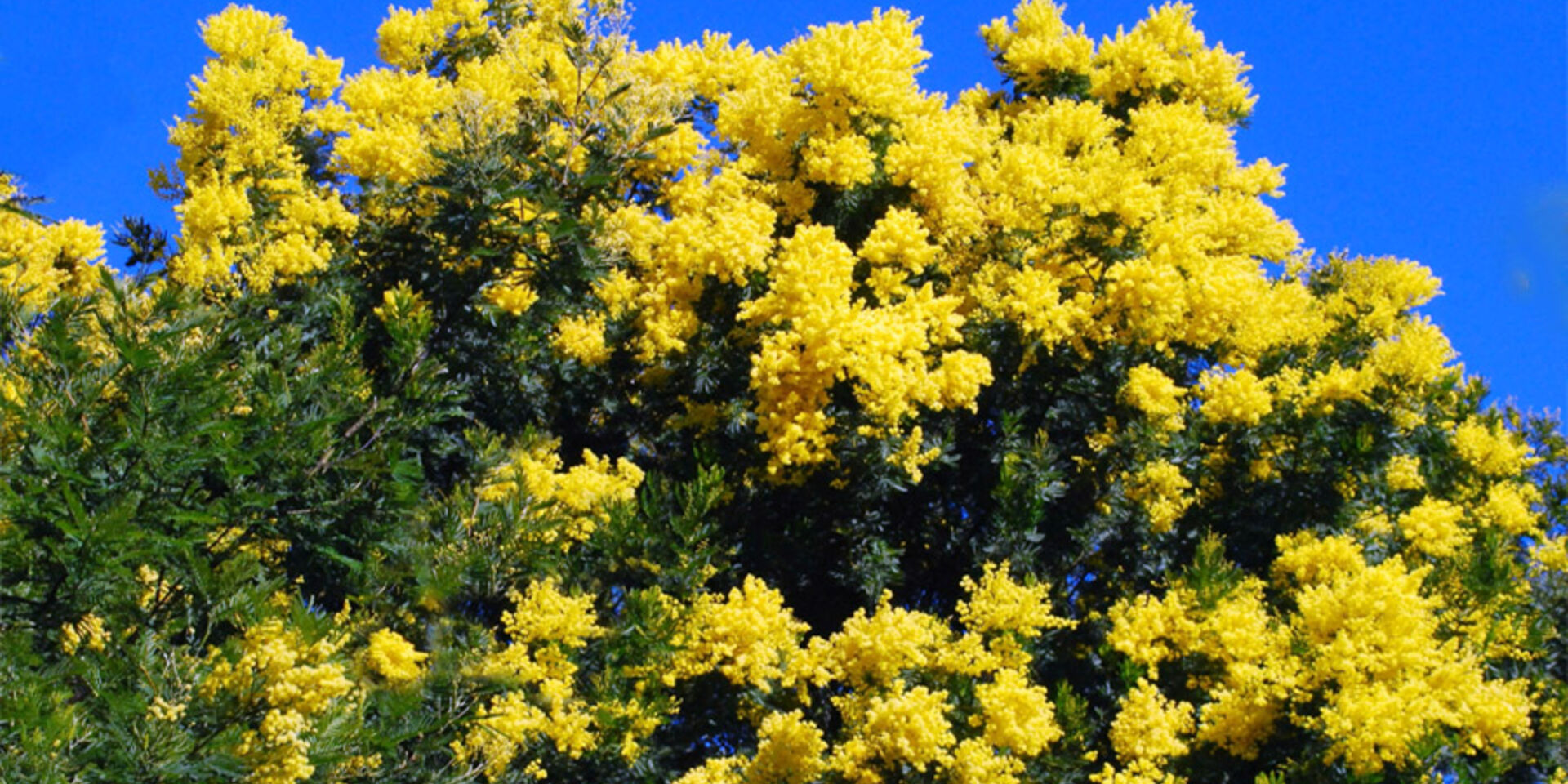 Naturnahe Ferien auf einem Campingplatz mit vielen Blumen bei Bormes les Mimosas