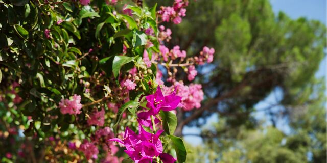 Die kulturelle Aktivität auf dem Campingplatz: der botanische Rundgang