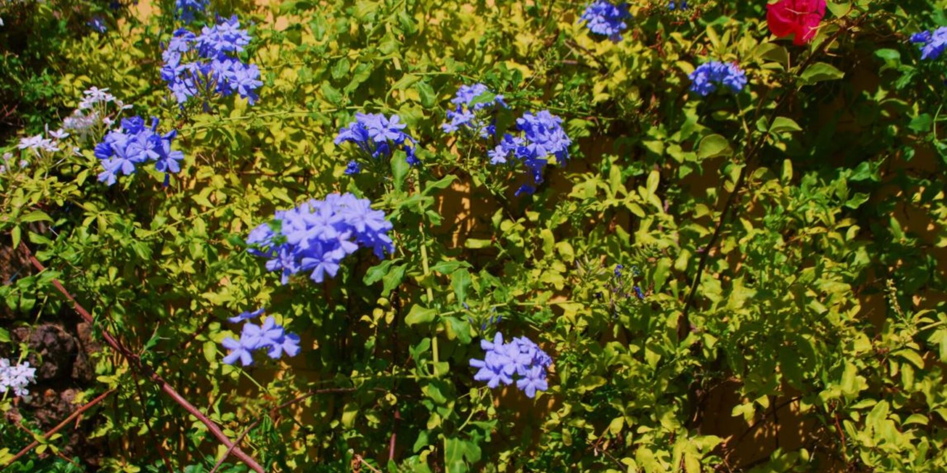 Ökologisch sinnvoll geführter Campingplatz mit vielen Blumen in Südfrankreich