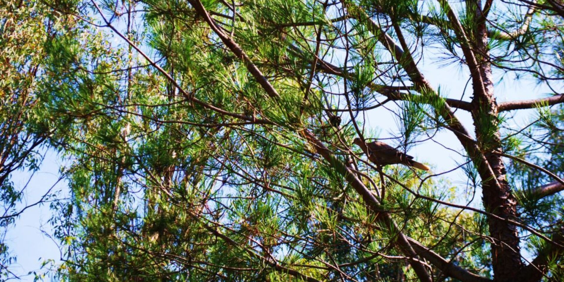 Campingplatz in der Provence – naturbelassener Pinienwald und umweltschonende Pflanzenvielfalt