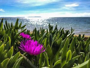 Campingplatz von La Londe les Maures am Mittelmeer