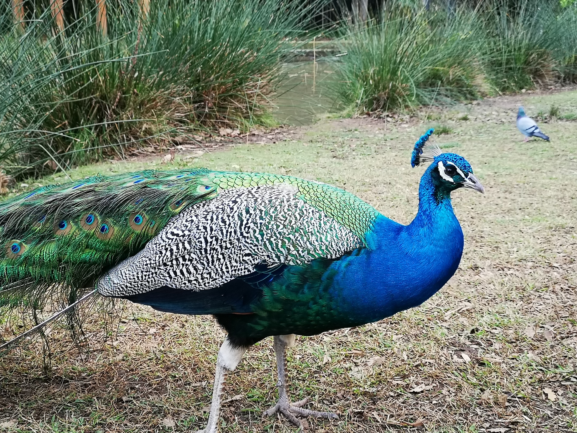 Ein prächtiger exotischer Garten