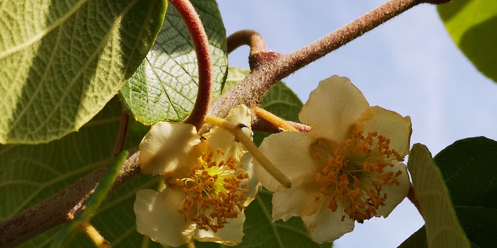 Der als Verein geführte botanische Garten ‘Réal’ im Departement Var