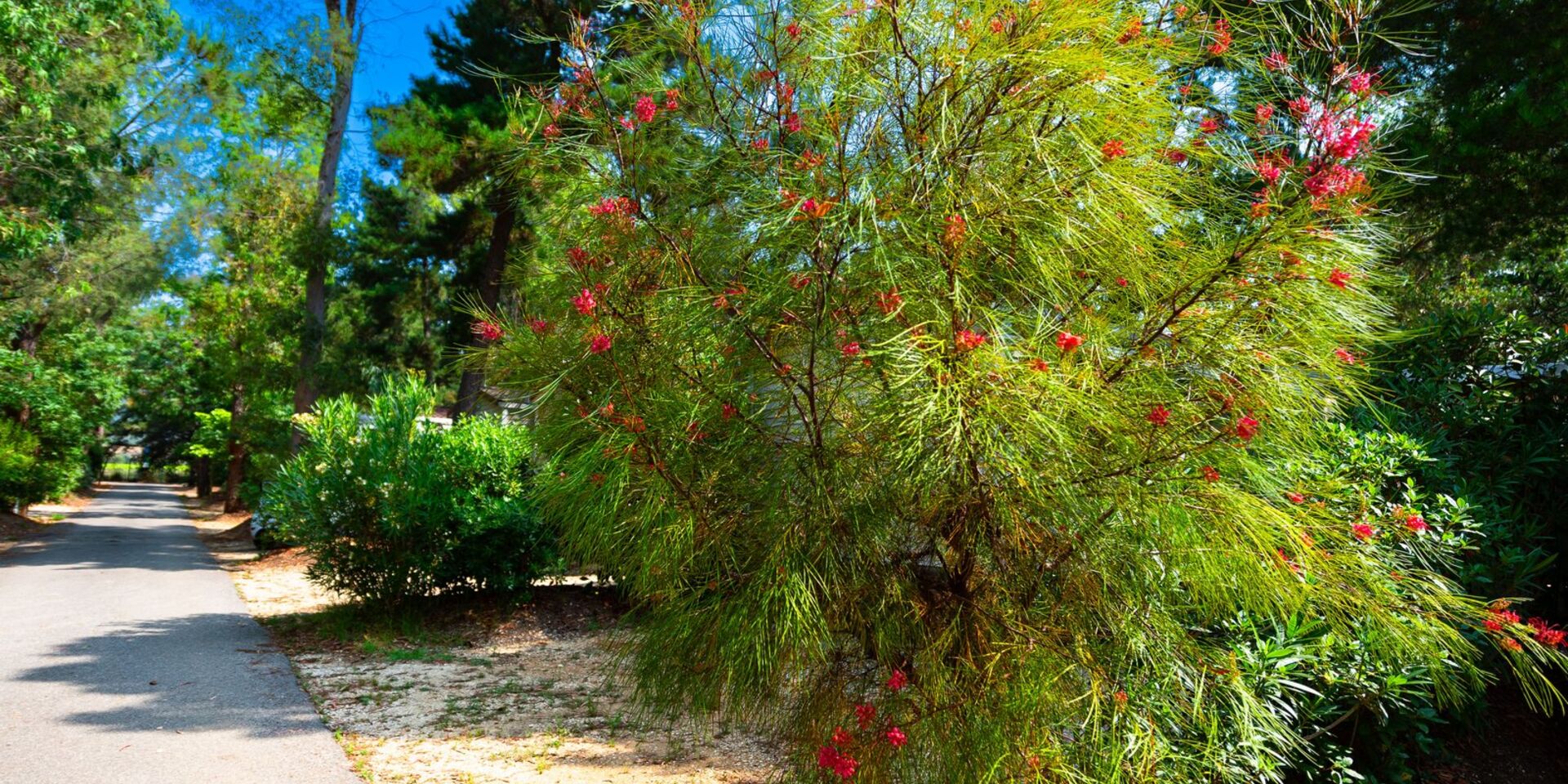 Ferien auf einem naturnahen Campingplatz in Hyères